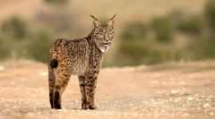 Рис шпански